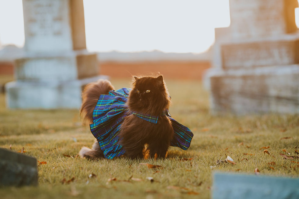 Come vestire il tuo gatto senza stressarlo