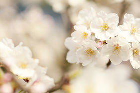 Image by Kumiko SHIMIZU