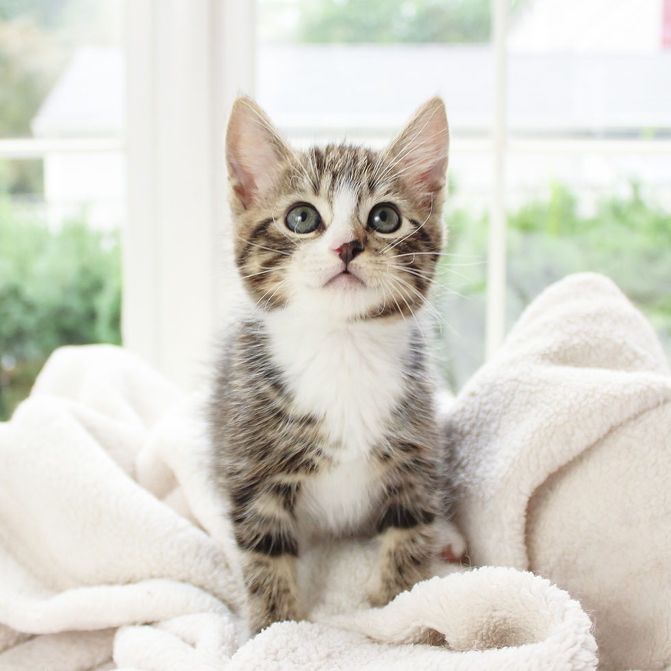 kitten at home can get acupressure sessions for preventative care