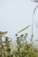 Photo credit: Anne Spratt