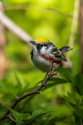 Chestnut-sided Warbler