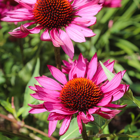 10 Effective Herbs for the Cold Season