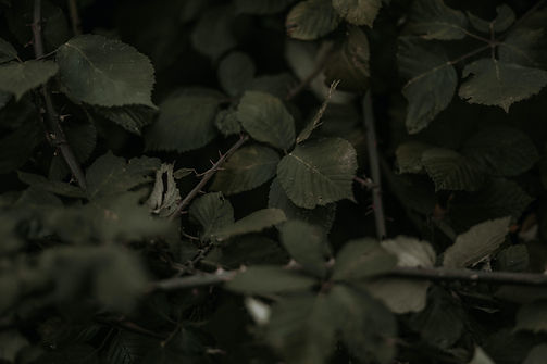 Image by Joel Swick