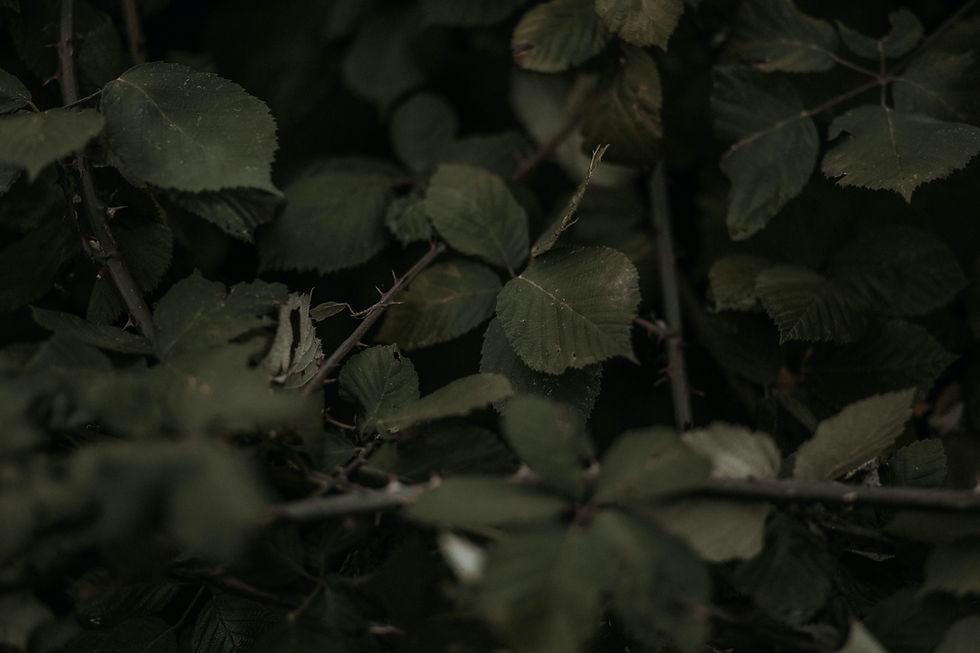 Image by Joel Swick