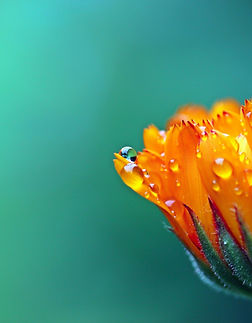 Image by Myriam Zilles