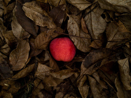 Red Delicious