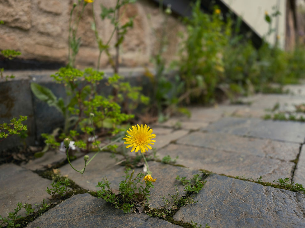 Dandelion in a sidewalk
