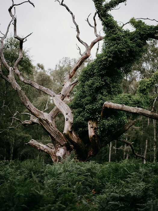 Image by Annie Spratt
