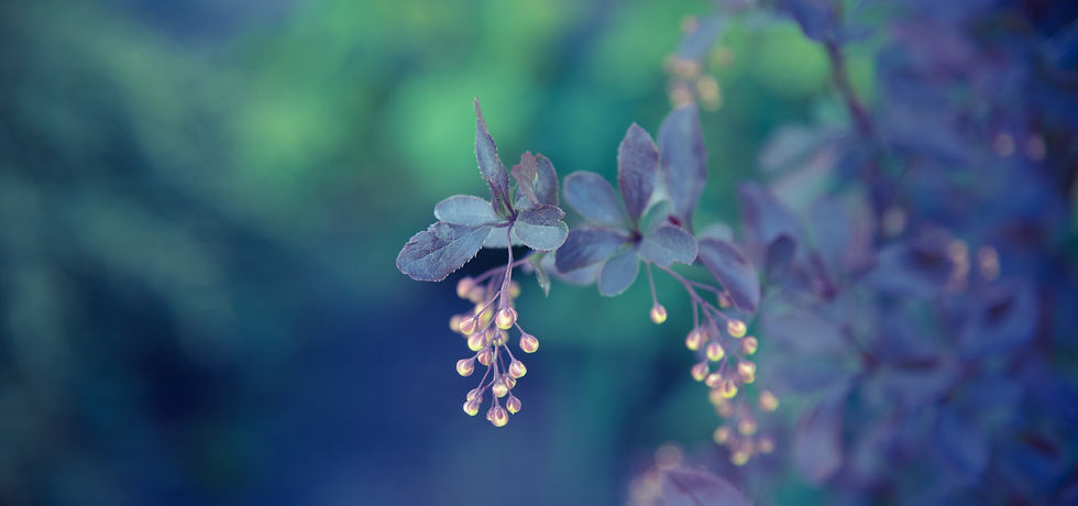 Image by Anna Ogiienko