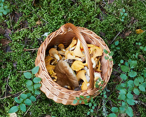 Image by Natasha Arefyeva