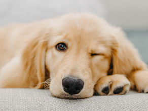 Veterinary Laser Therapy vs. Red Light Therapy for Pets