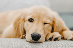 Chien séance education canine