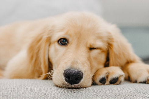 A golden retriever puppy resting on a couch, one eye playfully winking by Taylor Sondgeroth