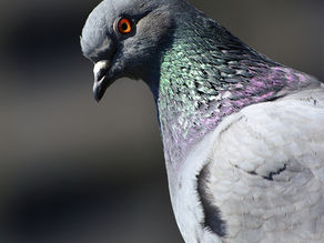 Swann Raises Concerns on Continued Delay in Racing Pigeon Movements