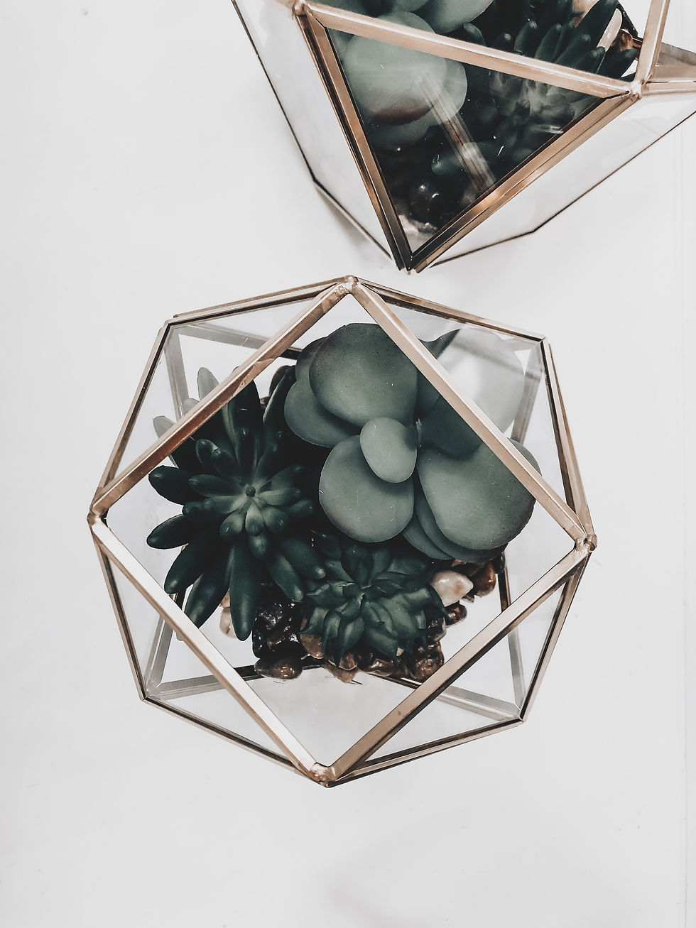Photo of succulents.