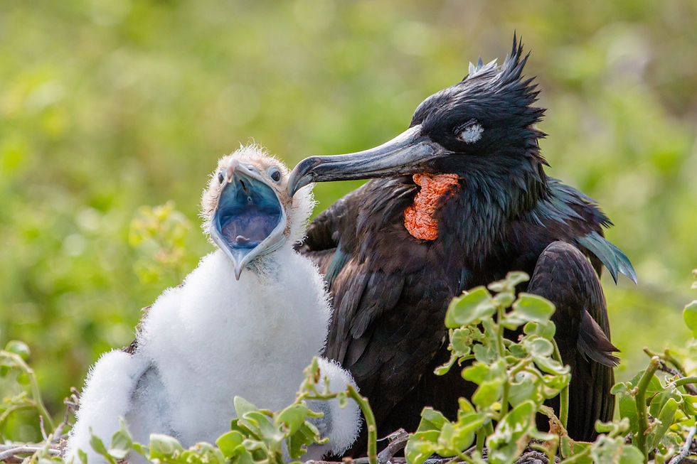 GALAPAGOS