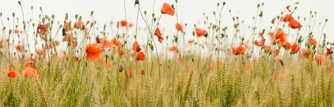 Image by Henry Be