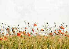 Image by Henry Be