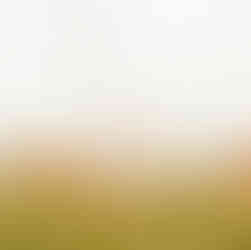 Mohnfelder auf Rügen