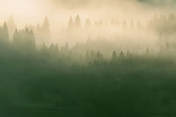 Misty pine forest at sunrise, with soft golden light and layered tree silhouettes creating a calm mood.