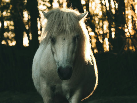 The Year of the Horse