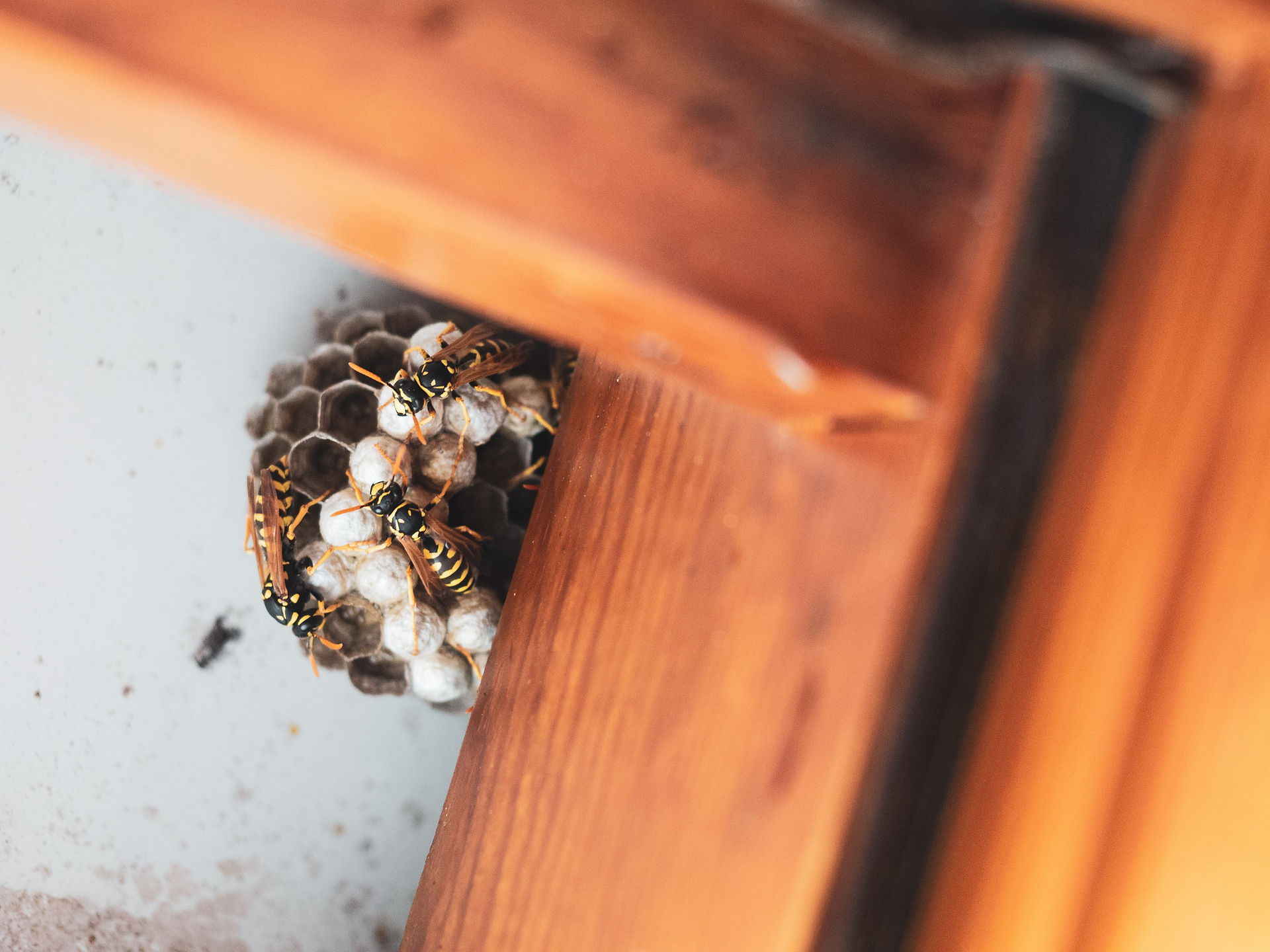 Wasp nest in a shed in Worcestershire
