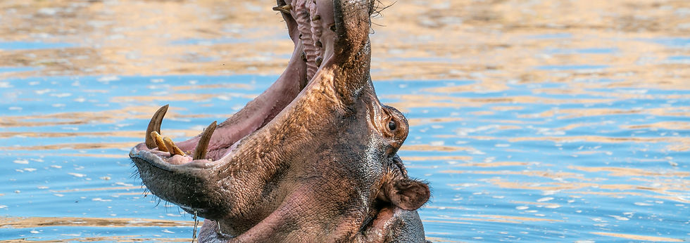hippo yawn duirng 2 Days Budget Camping Safari in Tanzania