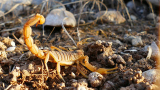 Prefeitura responde requerimento sobre ações de prevenção e combate a escorpiões