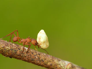 Consider the ant