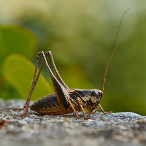Image by Wolfgang Hasselmann