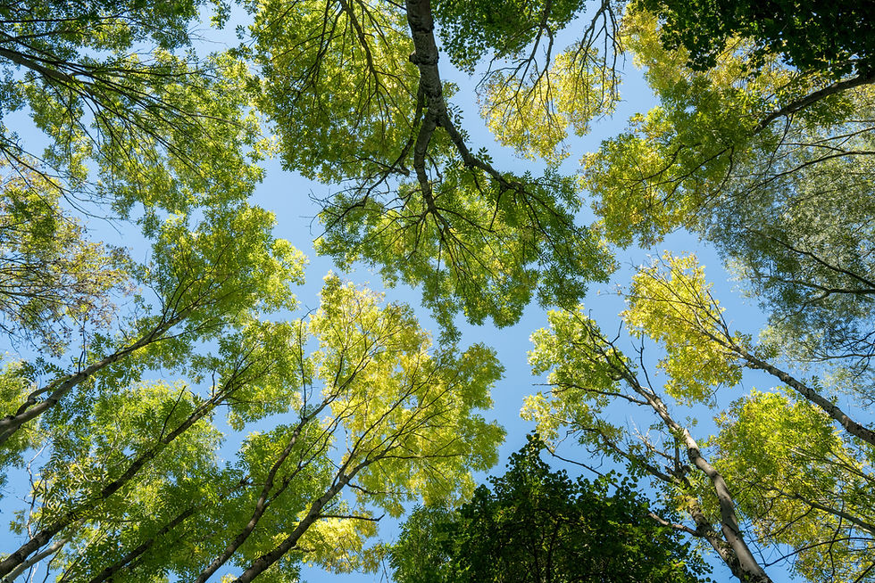 Meditation im Wald