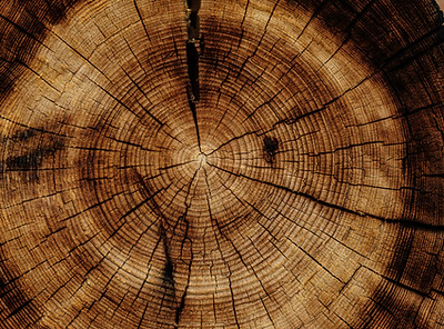Image by Joel & Jasmin Førestbird