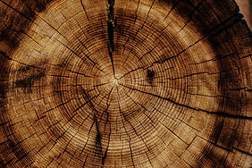 Image by Joel & Jasmin Førestbird