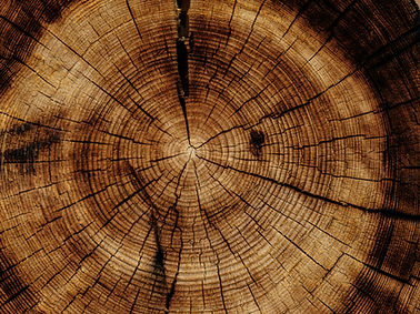 Image by Joel & Jasmin Førestbird