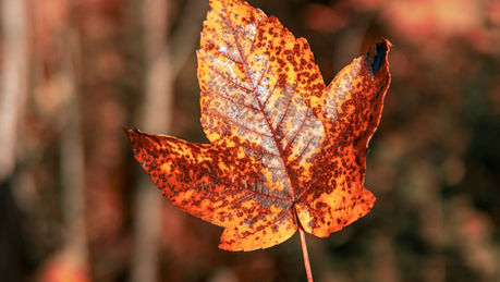 Autumn maple leaf
