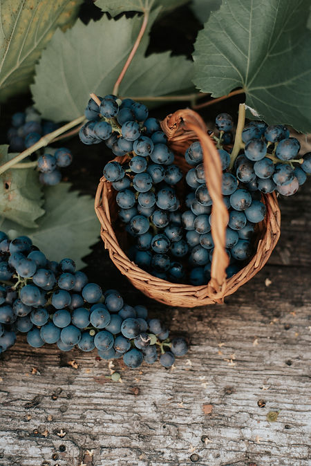 A basket of grapes, the first fruits offered at the Armenian Blessing of the Grapes