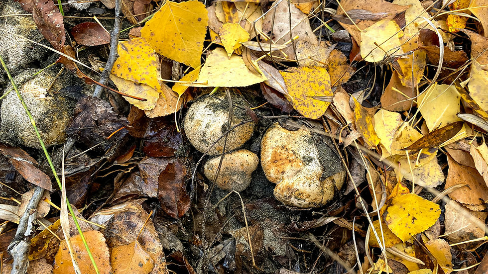 Yellow and brown autumn leaves cover a forest floor, surrounding smooth, sand-covered rocks, creating a natural, earthy scene.