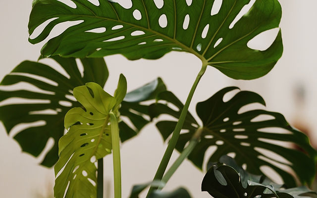 Hydrokultur | Extra.Plantinary