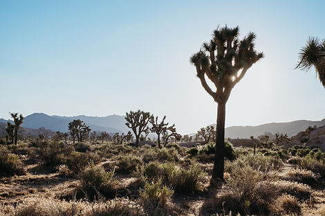 Image by PJ Gal-Szabo
