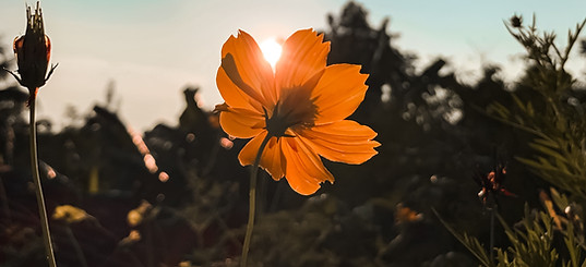 Image by Priyanka Karmakar