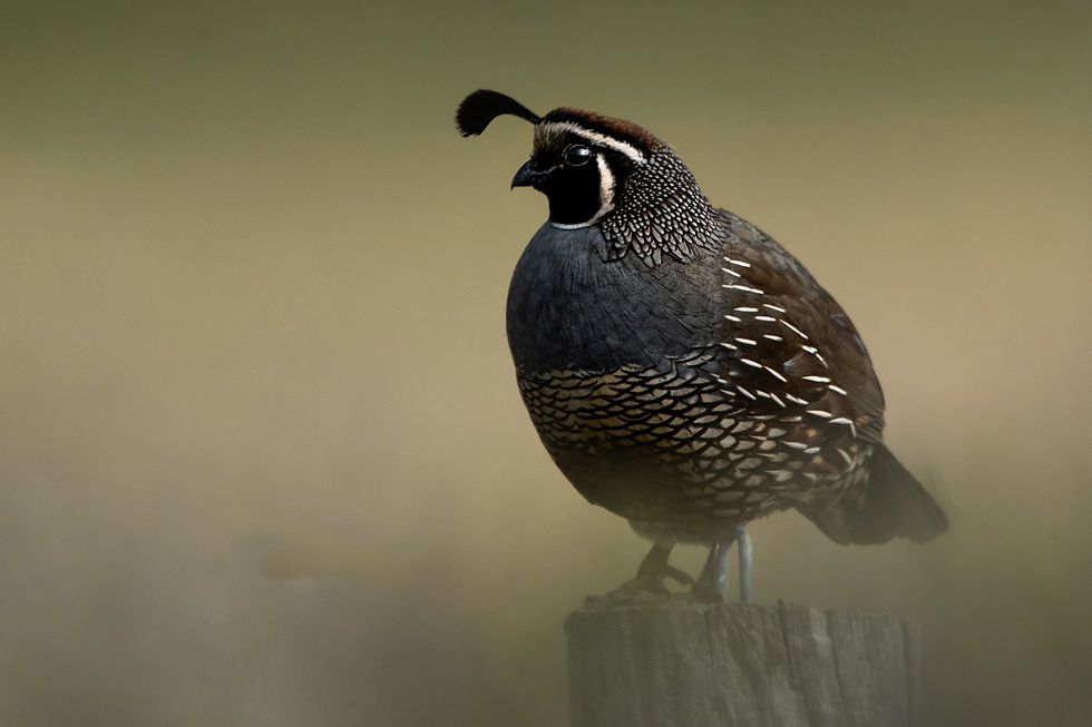 expedition detroit michigan hunting fall 2023 dnr quail