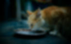 Loss of Appetite in Cats