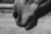 Horse Respiratory