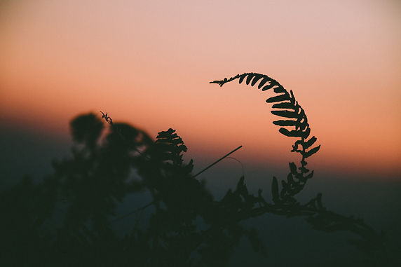 Image by Paolo Nicolello