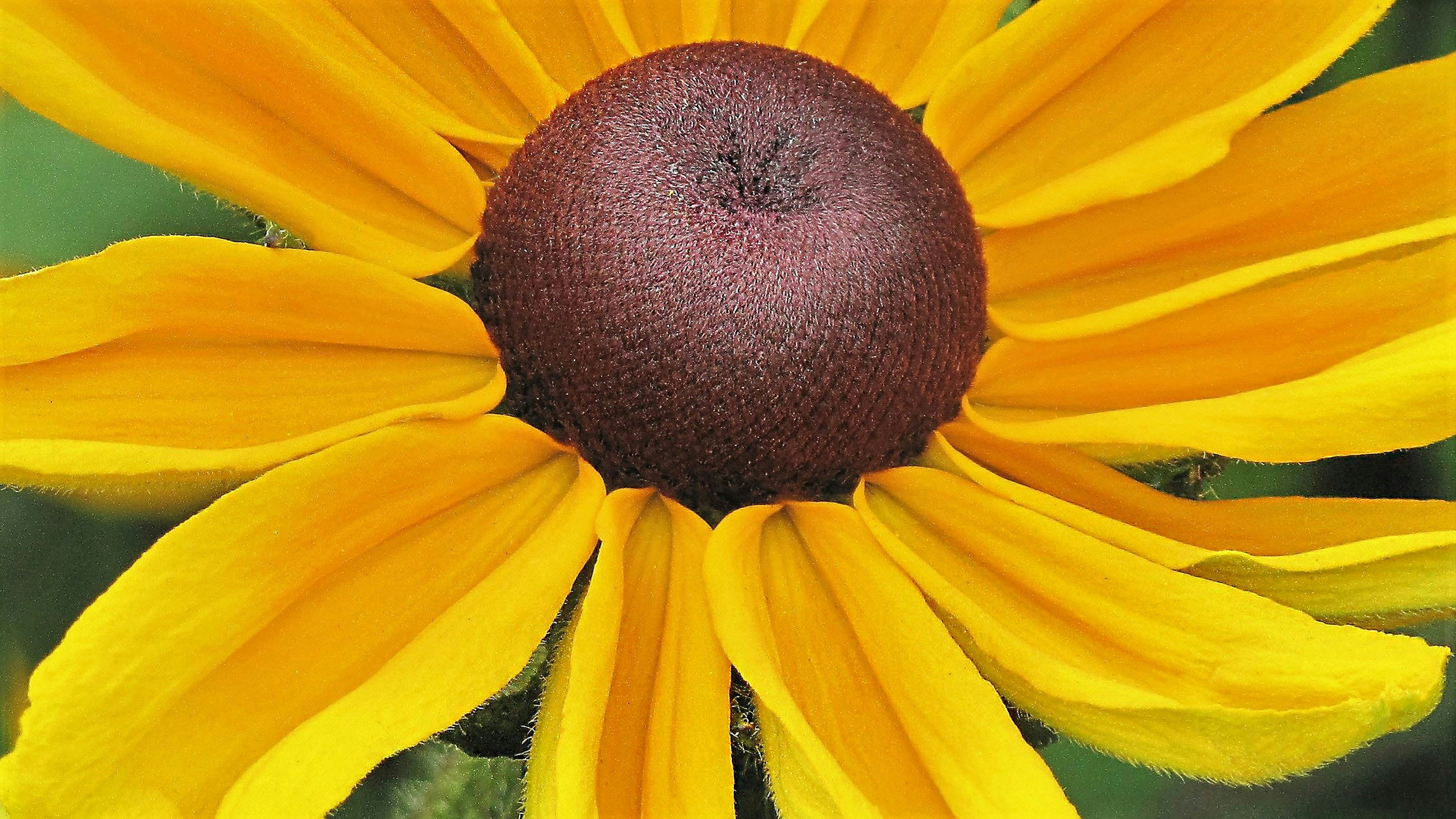 Rudbeckia - Indian Summer