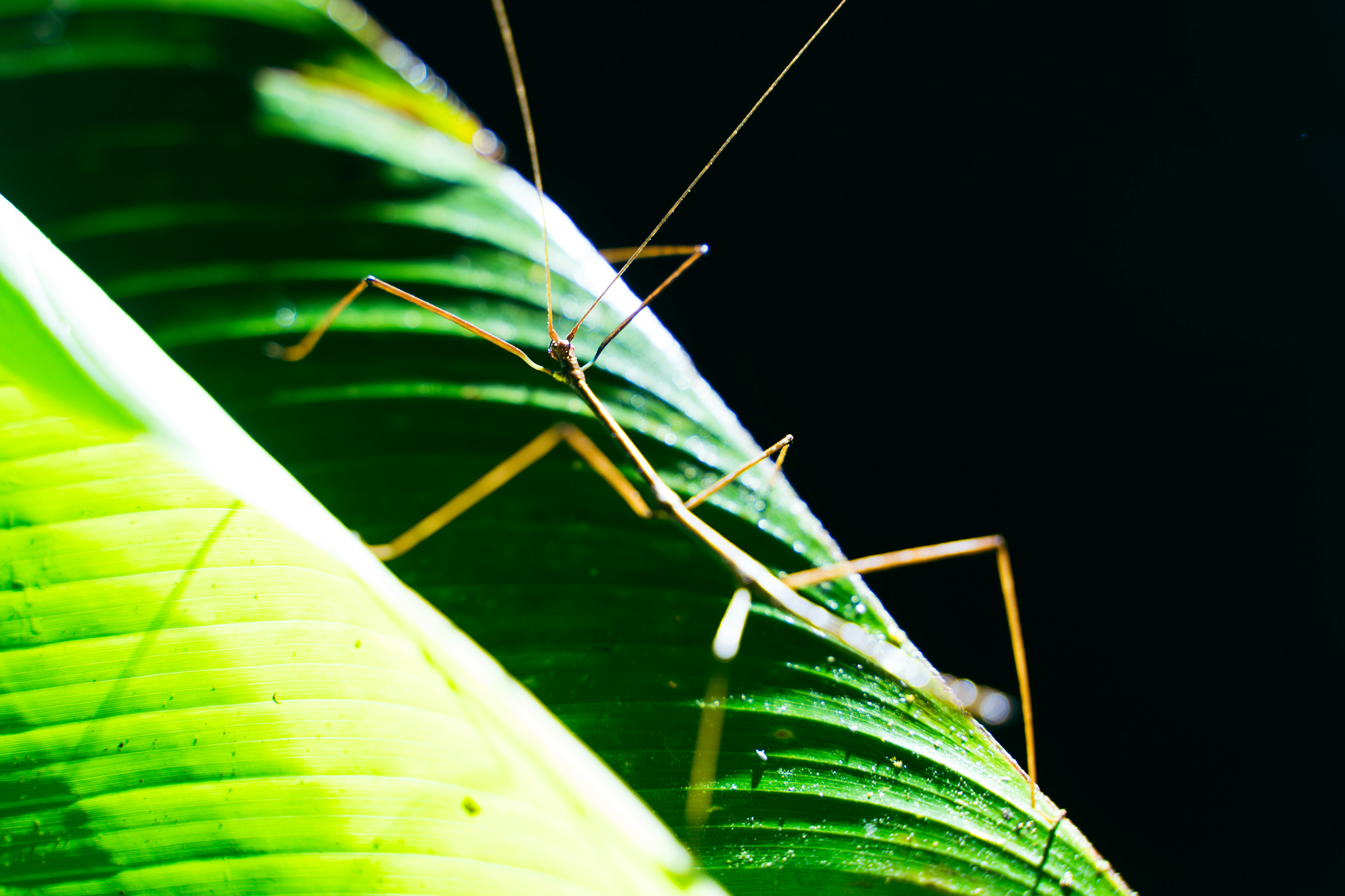 6000 Insects Leaf & Stick insects | Foreverbugs | Phasmatodea