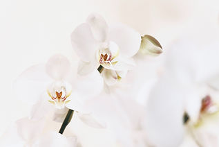 Image by Jocelyn Morales