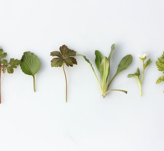 Randonnée botanique dans la Forêt de la Joux, observation d’orchidées et découverte des plantes rares du Jura