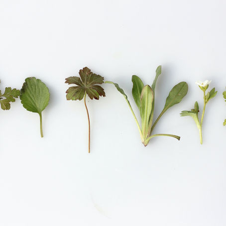 What Are Adaptogens — and How Do They Actually Work?
