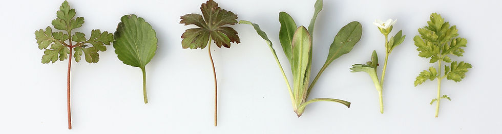 Fresh Herbs